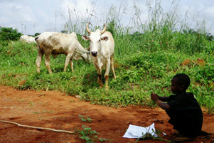 Fulani boy with cattle - Pixabay / dotun55