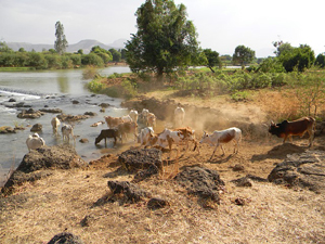 Cattle in Ethiopia -- Photo: Pixabay
