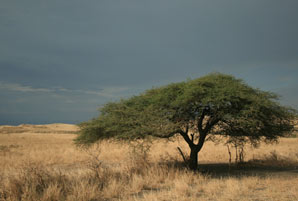 A tree in Kenya