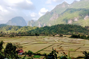 A rice field in Laos - Photo: Unsplash / Pascal Muller 