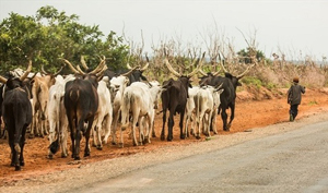 Fulani herdsmen have attacked Nigerian Christians with impunity. Photo - World Watch Monitor