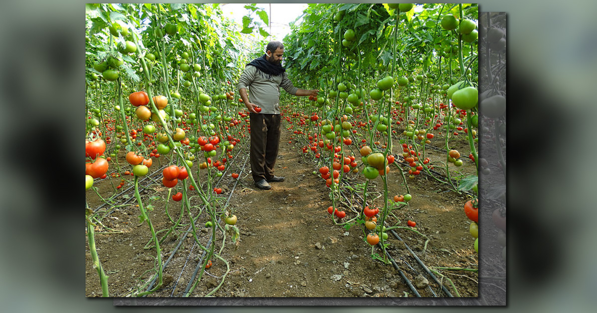 A farmer is checking his tomato plants.