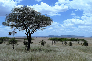Tanzanian landscape -- Photo: Pixabay