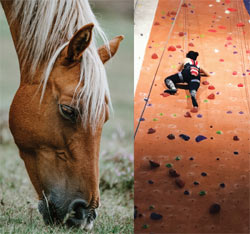 An image of horse eating grass beside an image of a woman ascending a climbing wall.