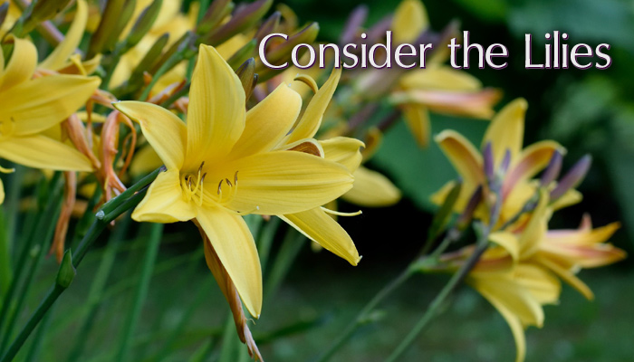 Consider the Lilies