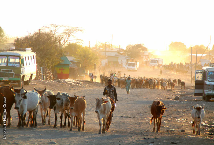 A dusty street in Ethiopia is filled with cattle being led through what appears to be a residential area.