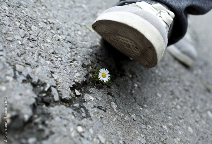 Foot stepping on a small flower