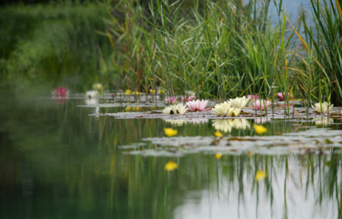 Lily pond