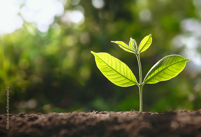 A seedling is brightly lit by sunshine.