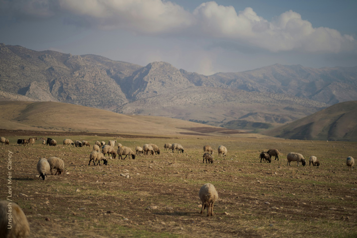 Sheep are grazing on a hillside.