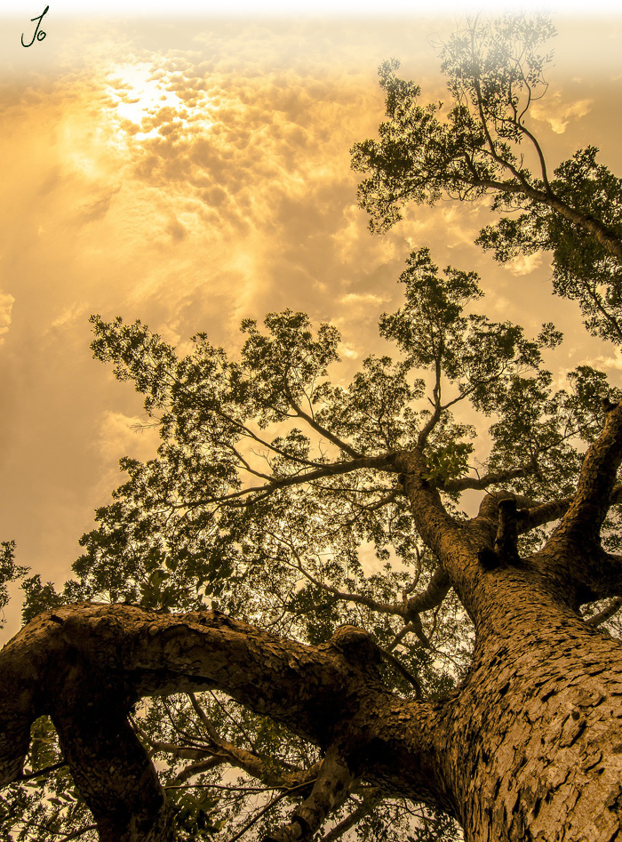 Tree with the sun breaking through the clouds